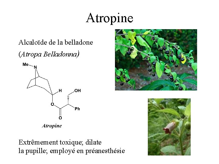 Atropine Alcaloïde de la belladone (Atropa Belladonna) Extrêmement toxique; dilate la pupille; employé en