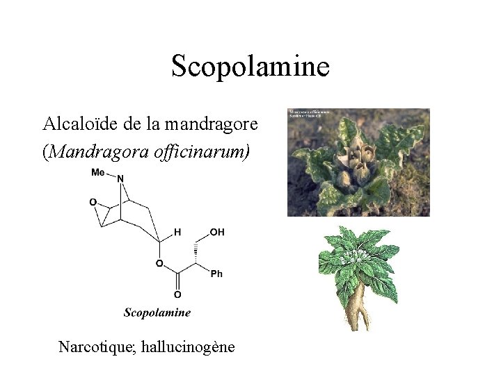 Scopolamine Alcaloïde de la mandragore (Mandragora officinarum) Narcotique; hallucinogène 