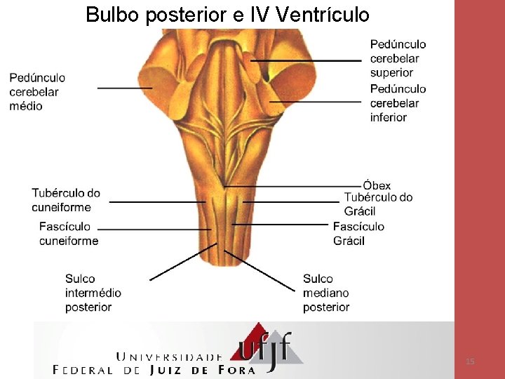 Bulbo posterior e IV Ventrículo 15 