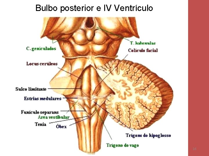 Bulbo posterior e IV Ventrículo 16 