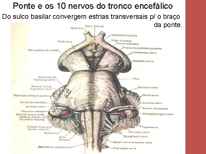Ponte e os 10 nervos do tronco encefálico Do sulco basilar convergem estrias transversais