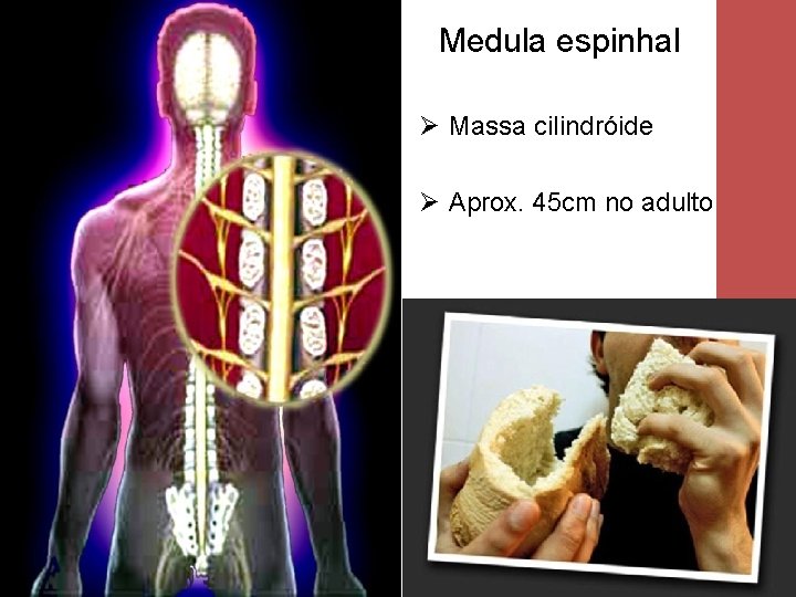 Medula espinhal Ø Massa cilindróide Ø Aprox. 45 cm no adulto 2 
