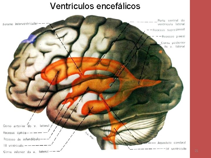 Ventrículos encefálicos 21 