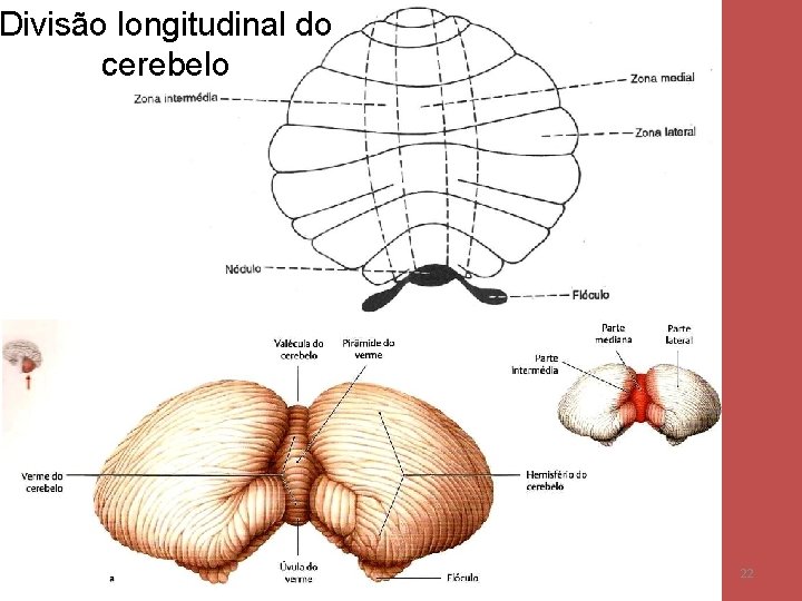 Divisão longitudinal do cerebelo 22 