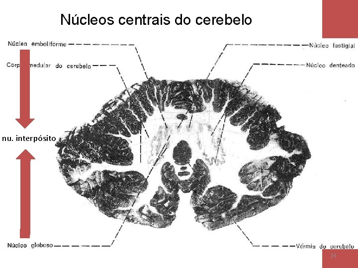 Núcleos centrais do cerebelo nu. interpósito 24 