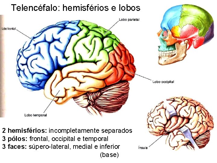 Telencéfalo: hemisférios e lobos 2 hemisférios: incompletamente separados 3 pólos: frontal, occipital e temporal