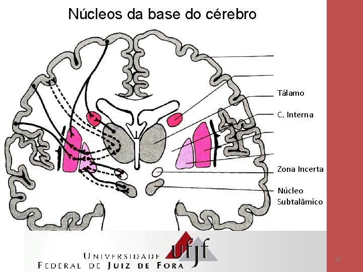 Núcleos da base do cérebro Tálamo C. Interna Zona Incerta Núcleo Subtalâmico 27 