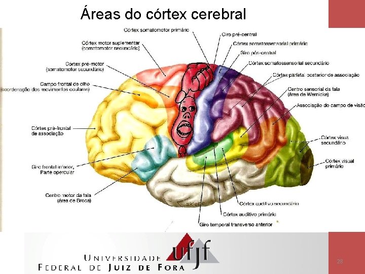 Áreas do córtex cerebral 28 