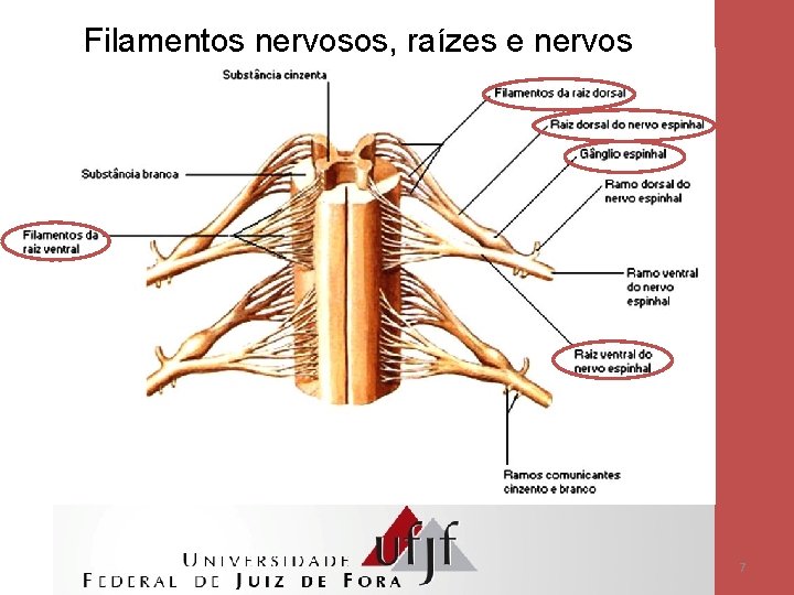 Filamentos nervosos, raízes e nervos 7 