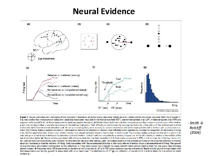 Neural Evidence - Smith & Ratcliff (2004) Neural Evidence - Smith & Ratcliff (2004)