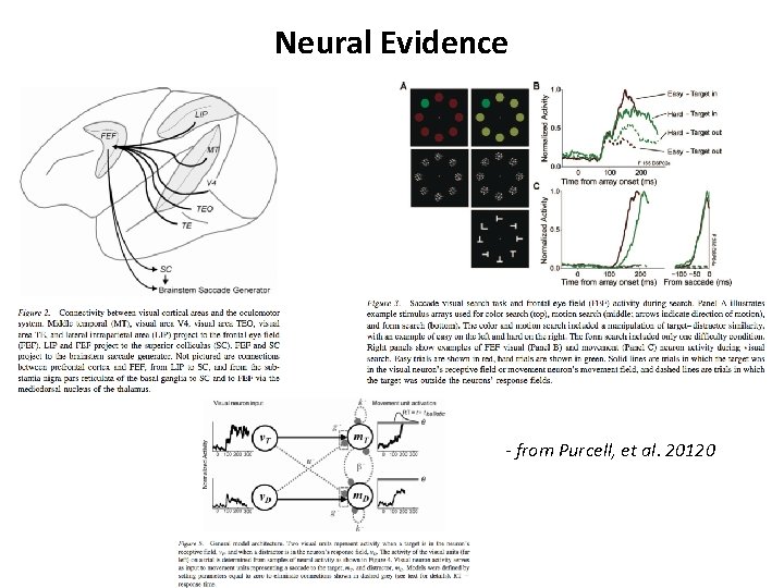 Neural Evidence - from Purcell, et al. 20120 Neural Evidence - from Purcell, et al. 20120