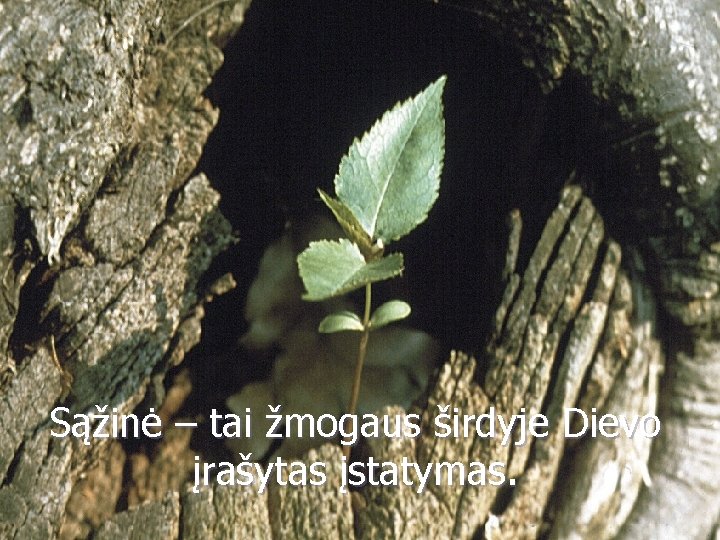 Sąžinė – tai žmogaus širdyje Dievo įrašytas įstatymas. 