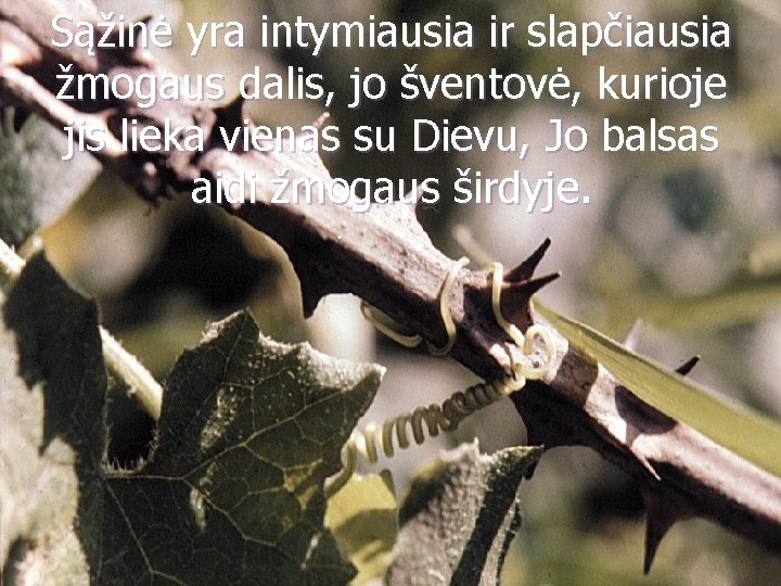 Sąžinė yra intymiausia ir slapčiausia žmogaus dalis, jo šventovė, kurioje jis lieka vienas su