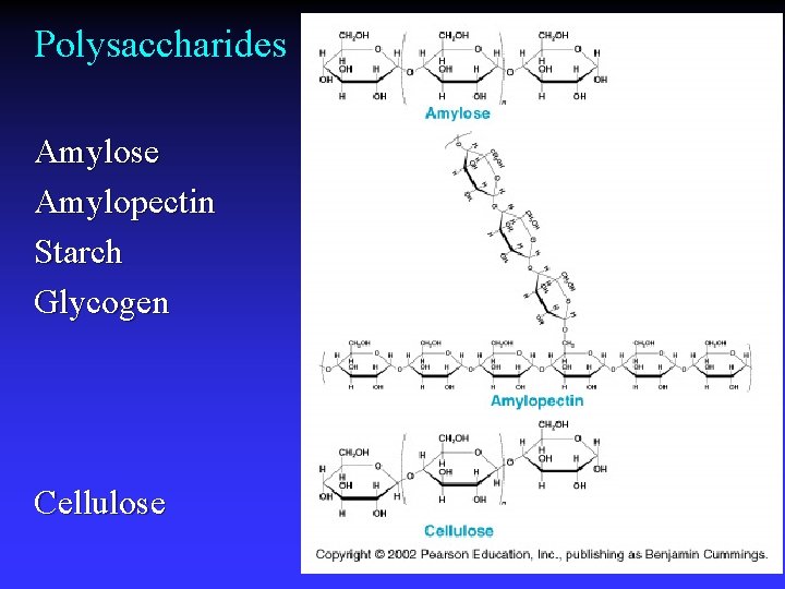 Polysaccharides Amylose Amylopectin Starch Glycogen Cellulose 