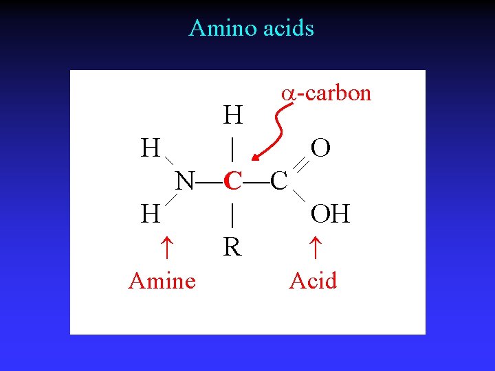 Amino acids a-carbon H H | O N—C—C H | OH R Amine Acid