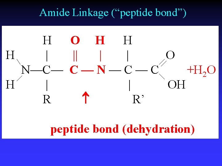 Amide Linkage (“peptide bond”) H O H H H | || | | O