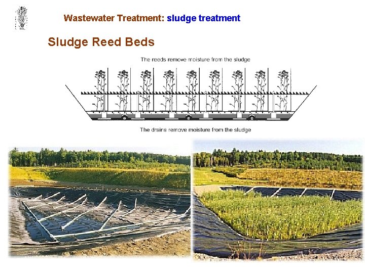 Wastewater Treatment: sludge treatment Sludge Reed Beds 