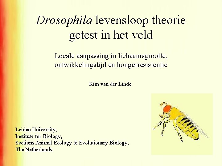 Drosophila levensloop theorie getest in het veld Locale aanpassing in lichaamsgrootte, ontwikkelingstijd en hongerresistentie