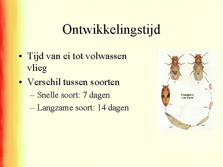 Ontwikkelingstijd • Tijd van ei tot volwassen vlieg • Verschil tussen soorten – Snelle