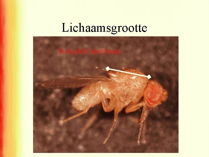 Lichaamsgrootte 