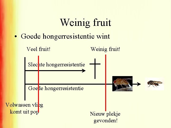 Weinig fruit • Goede hongerresistentie wint Veel fruit! Weinig fruit! Slechte hongerresistentie Goede hongerresistentie