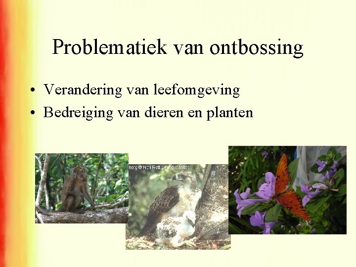 Problematiek van ontbossing • Verandering van leefomgeving • Bedreiging van dieren en planten 