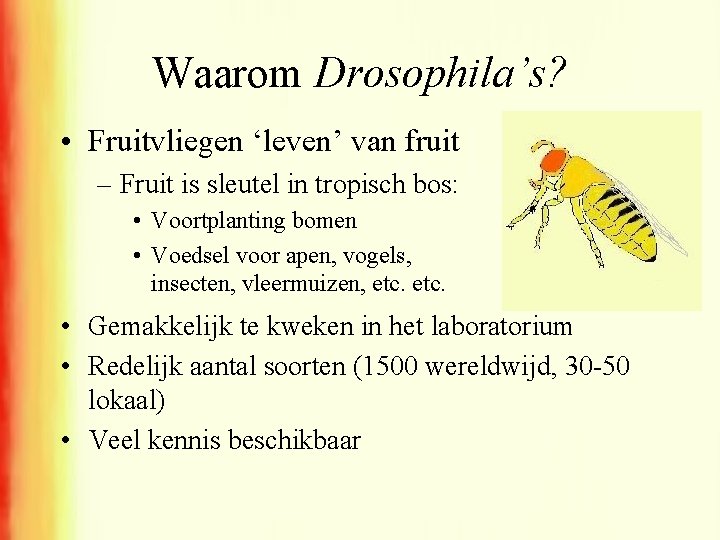 Waarom Drosophila’s? • Fruitvliegen ‘leven’ van fruit – Fruit is sleutel in tropisch bos: