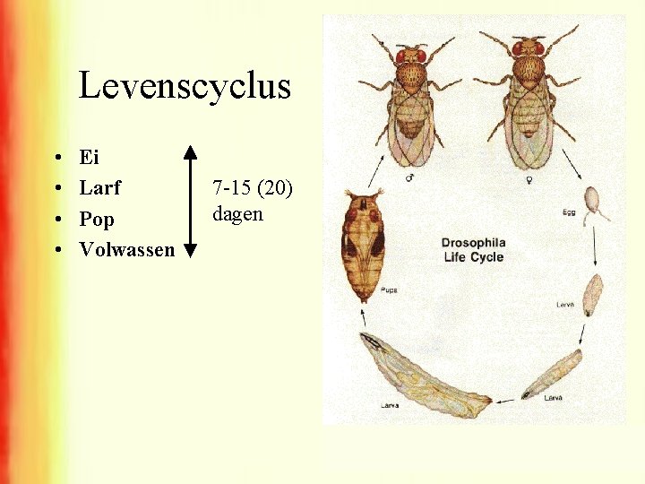 Levenscyclus • • Ei Larf Pop Volwassen 7 -15 (20) dagen 