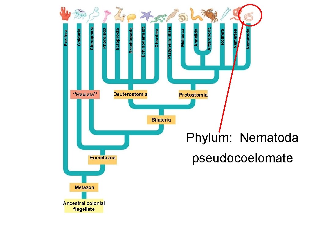 “Radiata” Metazoa Ancestral colonial flagellate Deuterostomia Eumetazoa Protostomia Bilateria Phylum: Nematoda pseudocoelomate Nematoda Nemertea