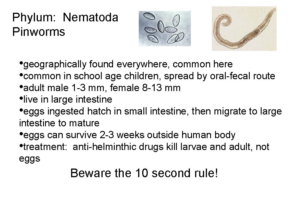 Phylum: Nematoda Pinworms • geographically found everywhere, common here • common in school age