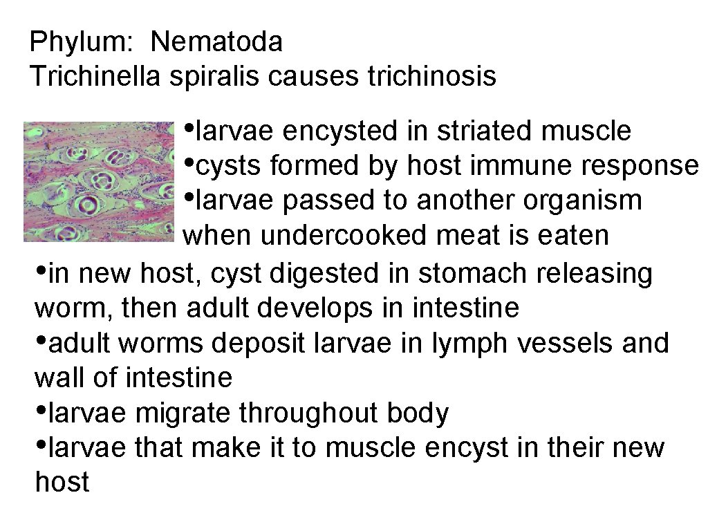 Phylum: Nematoda Trichinella spiralis causes trichinosis • larvae encysted in striated muscle • cysts