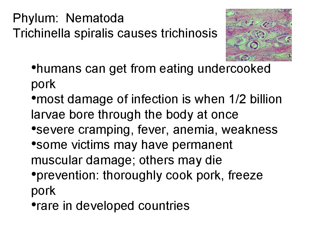 Phylum: Nematoda Trichinella spiralis causes trichinosis • humans can get from eating undercooked pork