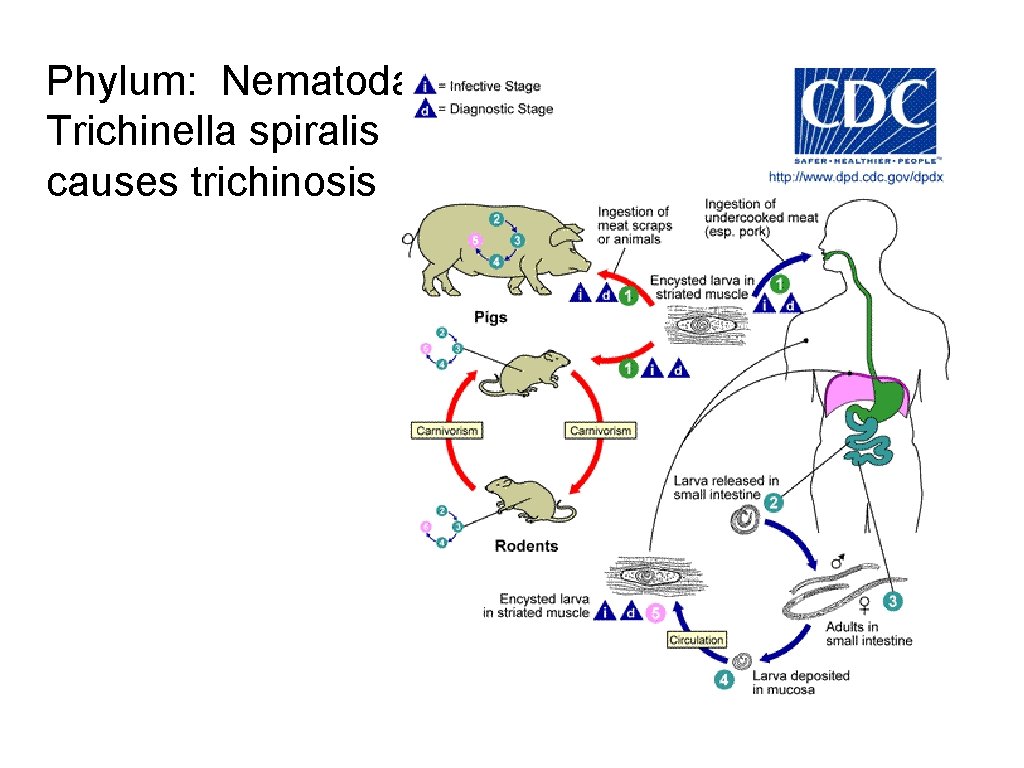 Phylum: Nematoda Trichinella spiralis causes trichinosis 