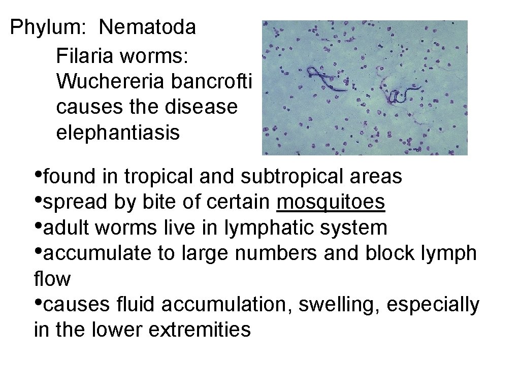 Phylum: Nematoda Filaria worms: Wuchereria bancrofti causes the disease elephantiasis • found in tropical