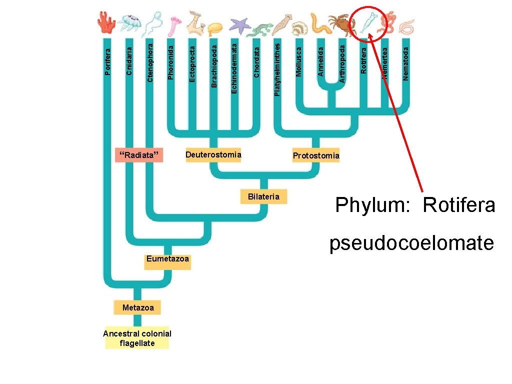 “Radiata” Metazoa Ancestral colonial flagellate Deuterostomia Eumetazoa Protostomia Bilateria Phylum: Rotifera pseudocoelomate Nematoda Nemertea