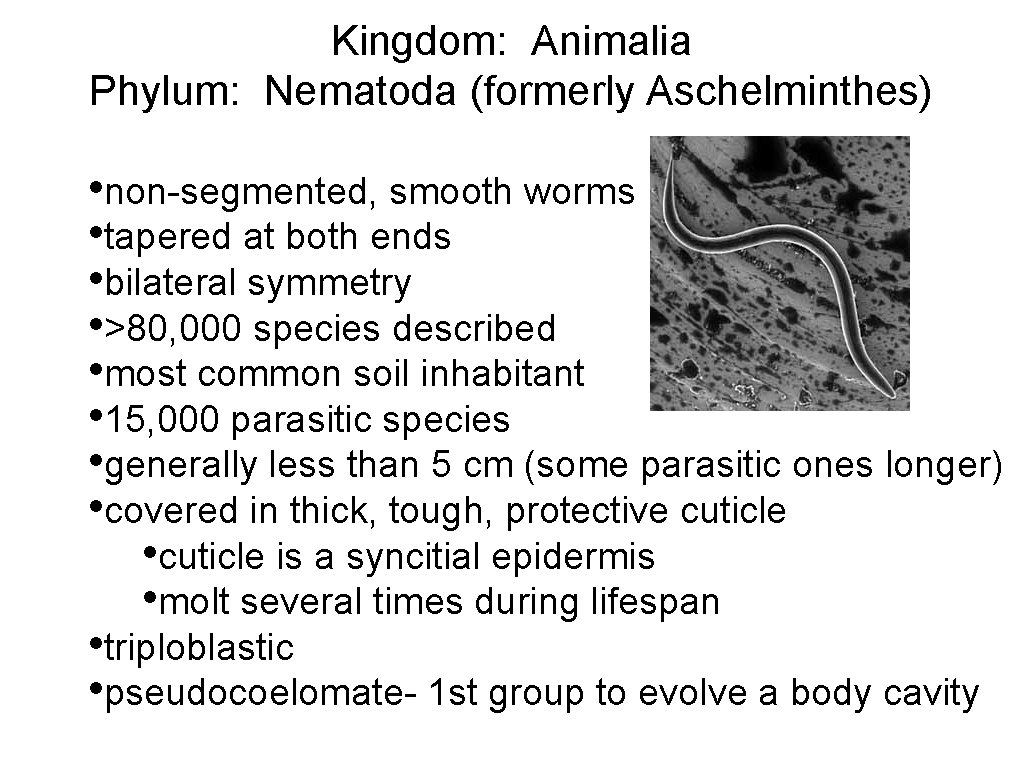 Kingdom: Animalia Phylum: Nematoda (formerly Aschelminthes) • non-segmented, smooth worms • tapered at both