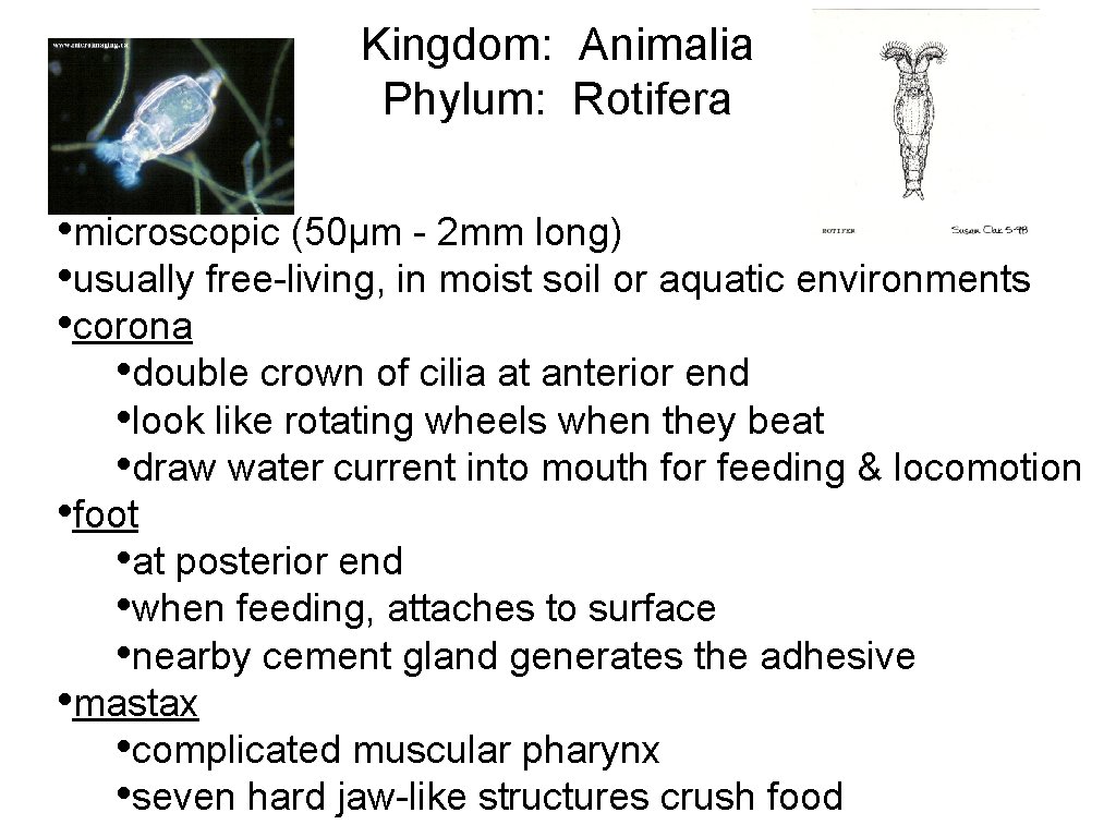 Kingdom: Animalia Phylum: Rotifera • microscopic (50µm - 2 mm long) • usually free-living,