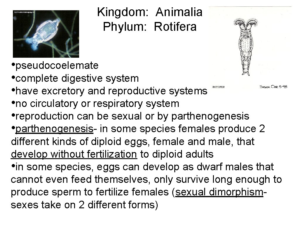 Kingdom: Animalia Phylum: Rotifera • pseudocoelemate • complete digestive system • have excretory and