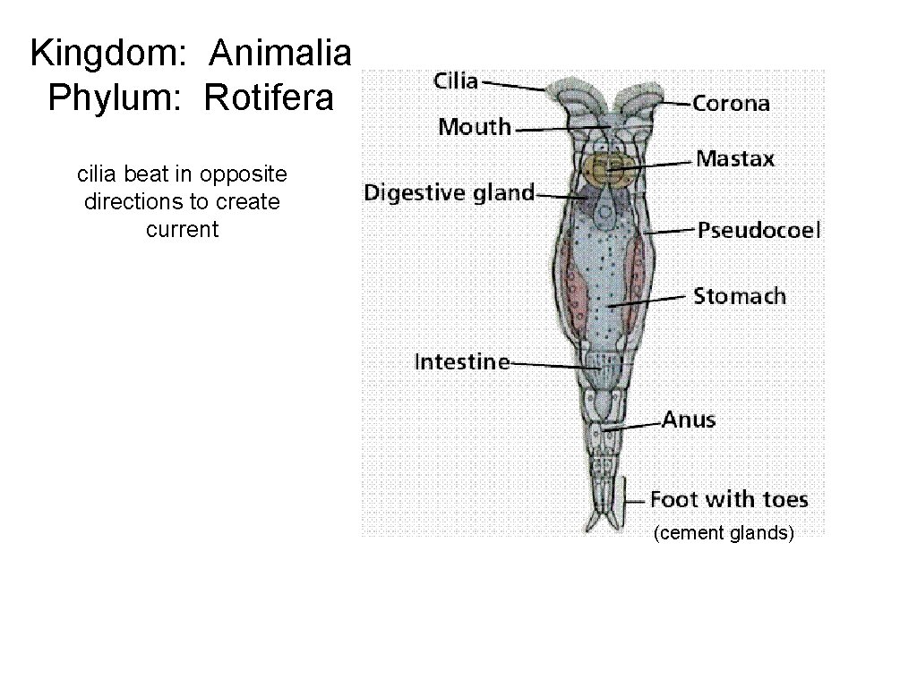 Kingdom: Animalia Phylum: Rotifera cilia beat in opposite directions to create current (cement glands)