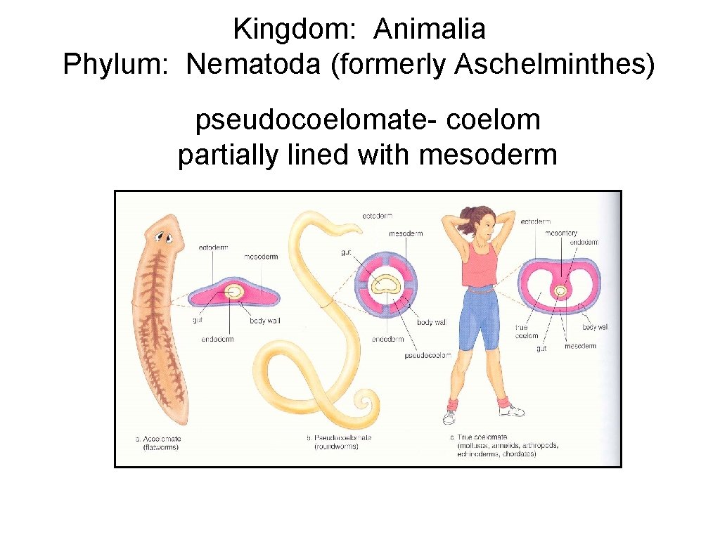 Kingdom: Animalia Phylum: Nematoda (formerly Aschelminthes) pseudocoelomate- coelom partially lined with mesoderm 