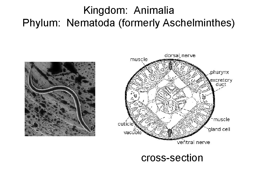 Kingdom: Animalia Phylum: Nematoda (formerly Aschelminthes) cross-section 