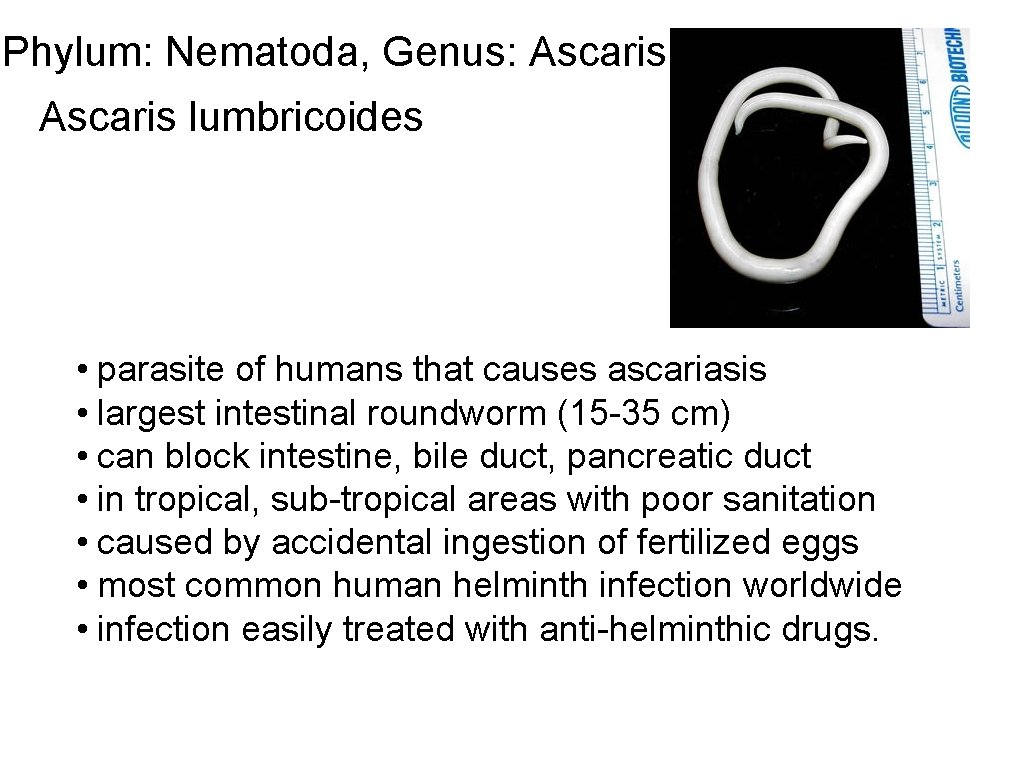 Phylum: Nematoda, Genus: Ascaris lumbricoides • parasite of humans that causes ascariasis • largest