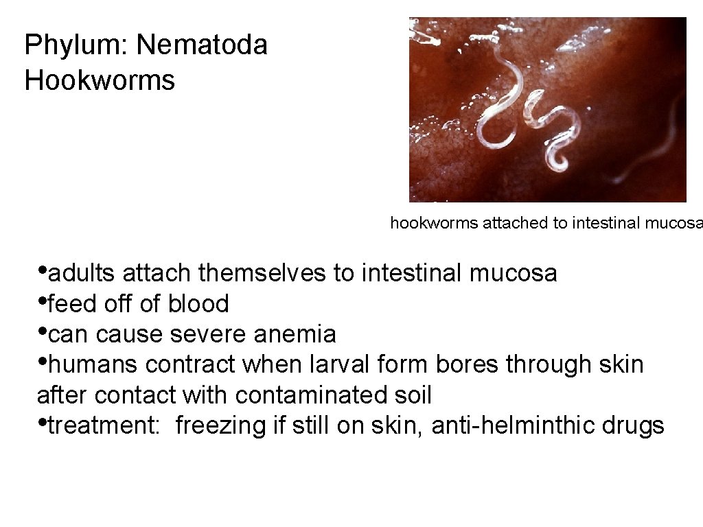 Phylum: Nematoda Hookworms hookworms attached to intestinal mucosa • adults attach themselves to intestinal