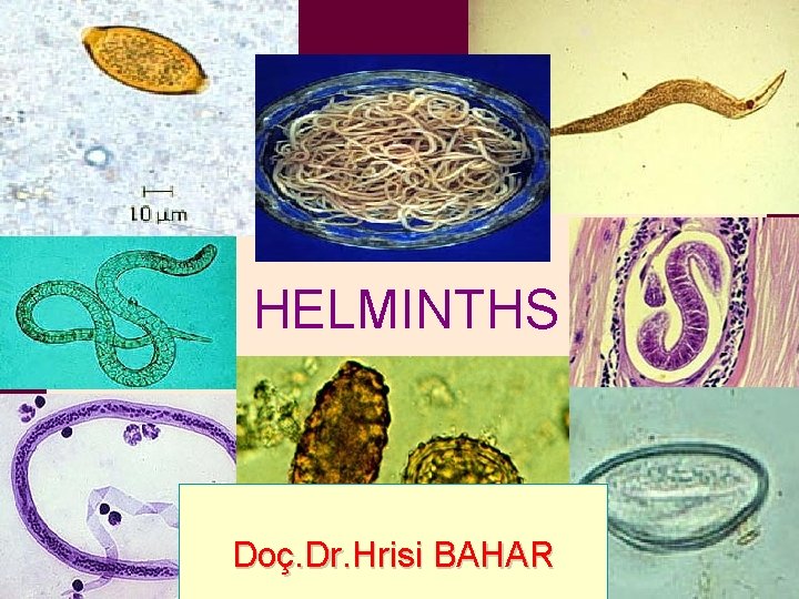 HELMINTHS Doç. Dr. Hrisi BAHAR 