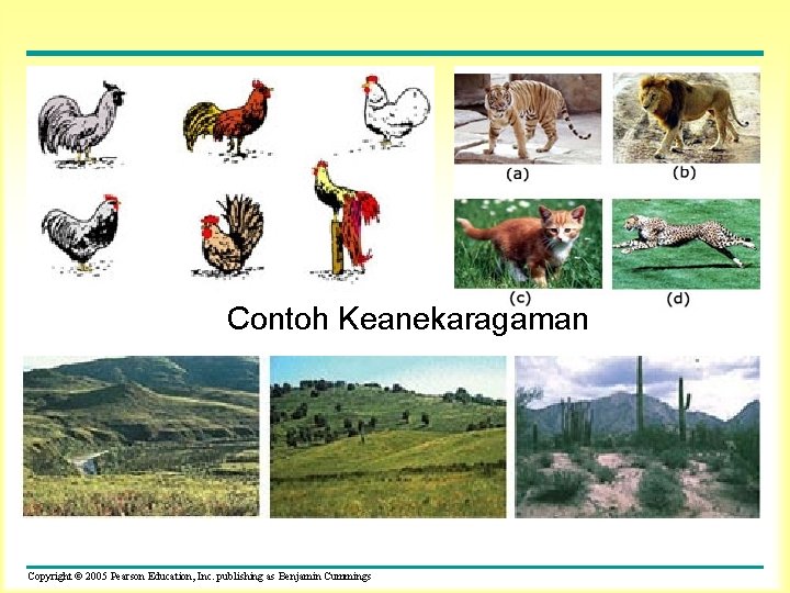 Contoh Keanekaragaman Copyright © 2005 Pearson Education, Inc. publishing as Benjamin Cummings 