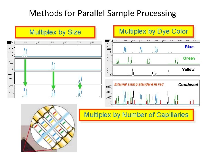 Methods for Parallel Sample Processing Multiplex by Size Multiplex by Dye Color Blue Green