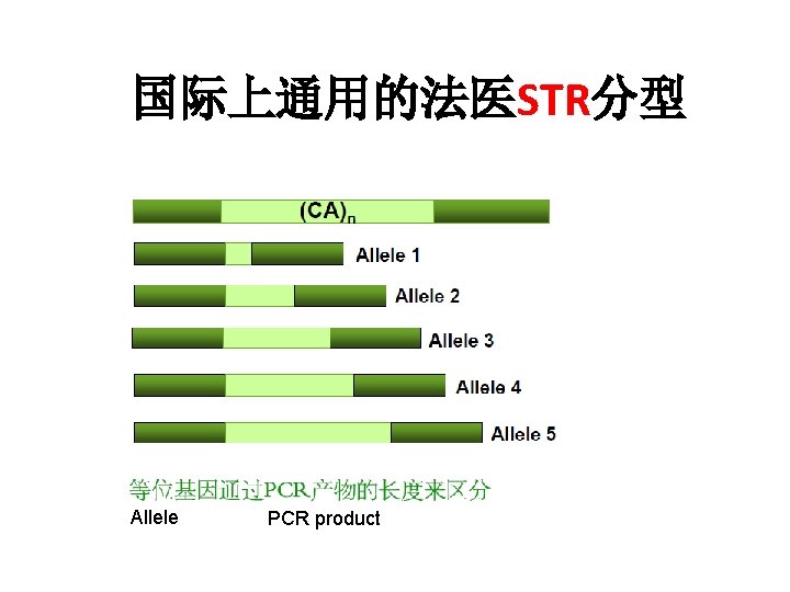 国际上通用的法医STR分型 Allele PCR product 