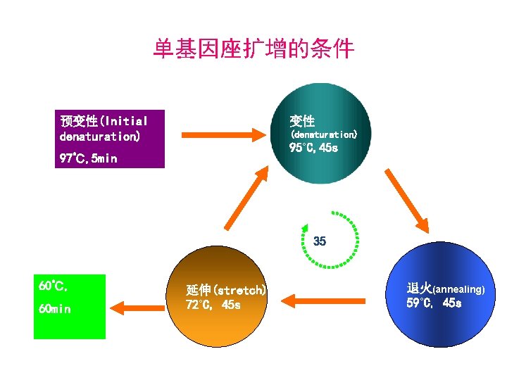 单基因座扩增的条件 预变性(Initial denaturation) 变性 (denaturation) 95˚C, 45 s 97℃, 5 min 35 60℃, 60