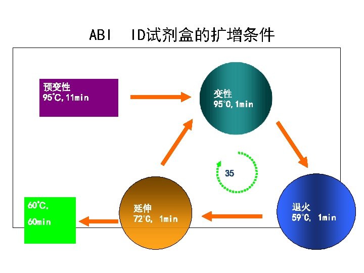 ABI ID试剂盒的扩增条件 预变性 95℃, 11 min 变性 95˚C, 1 min 35 60℃, 60 min