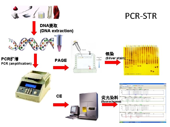PCR-STR DNA提取 (DNA extraction) 银染 PCR扩增 PCR (amplification) PAGE CE (Silver stain) 荧光染料 (fluorochrome)